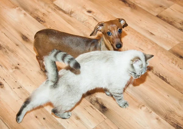 Dame-chat de la race thaïlandaise et jeu de taux de chien — Photo