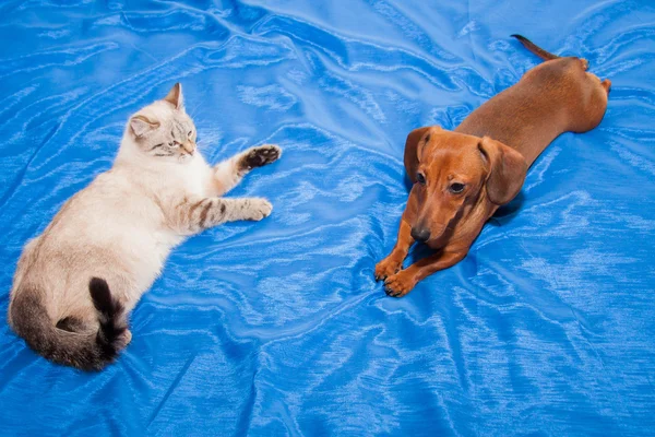 Lady-cat of the Thai breed and dog rate play — Stock Photo, Image