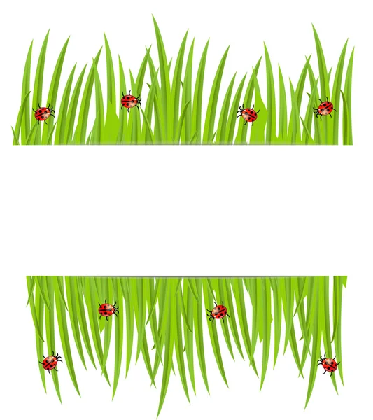 绿草与瓢虫的背景 — 图库矢量图片