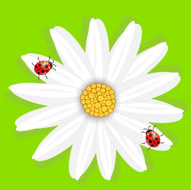 Papatya ve ladybirds yeşil zemin çiçek