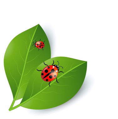 yeşil yaprakları ve ladybirds arka plan
