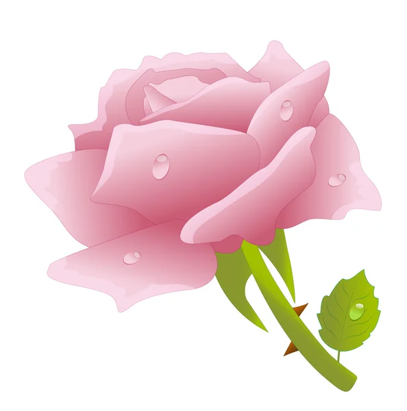 Rosa rosa sobre um fundo branco — Vetor de Stock