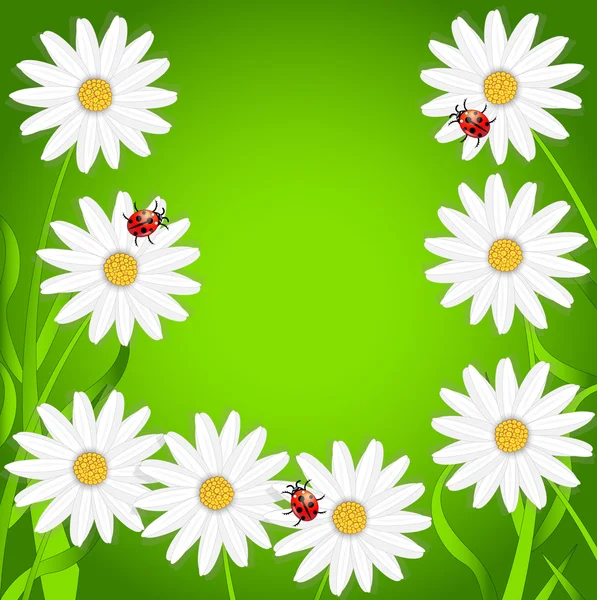 Background with the flowers of camomile and ladybirds — Stock Vector