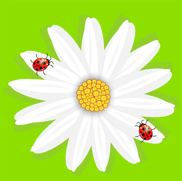 Flower of camomile and ladybirds, on a green background — Stock Vector