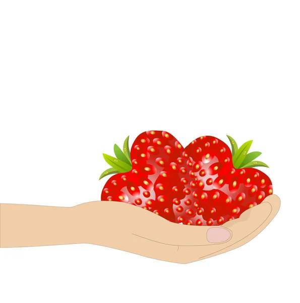 Спелые ягоды клубники в руке на белом фоне — стоковый вектор