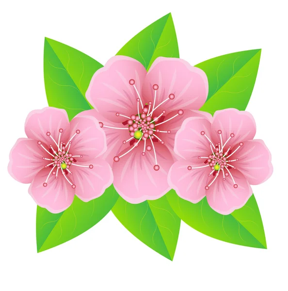 Pink flowers with green leaves — Stock Vector