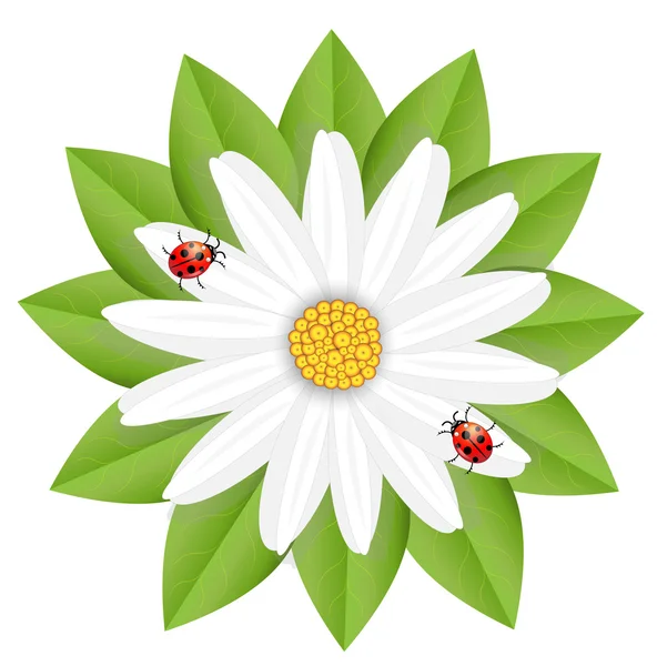 Blüte aus Kamille und Marienkäfern — Stockvektor