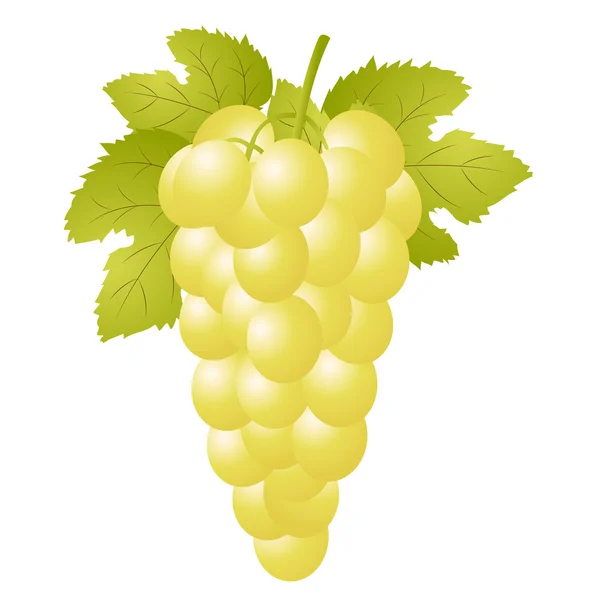 Cluster of vine on a white background — Stock Vector