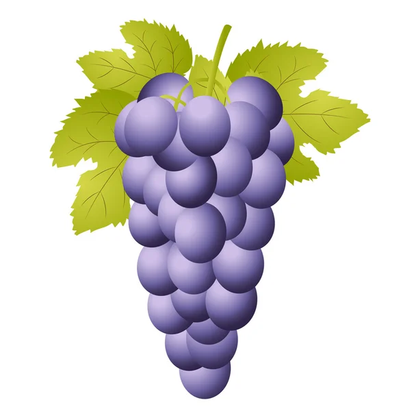 Grappe de vigne sur fond blanc — Image vectorielle