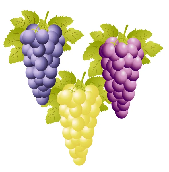 Three varicoloured clusters of vine on a white background — Stock Vector