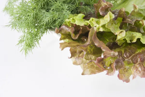 Dill and lettuce — Stock Photo, Image
