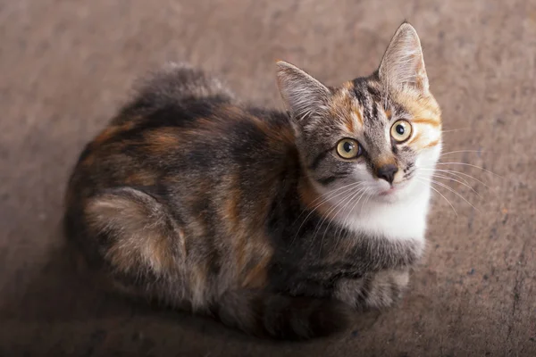 Tres colores gato — Foto de Stock