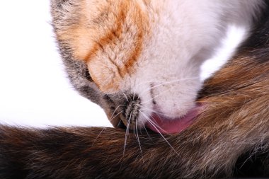 temiz kedi
