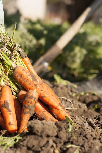 Cavar zanahorias — Foto de Stock