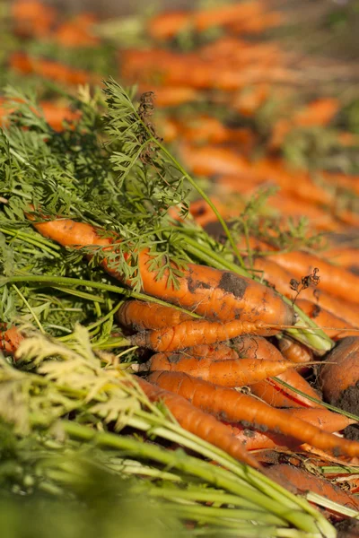 Zanahorias excavadas — Foto de Stock