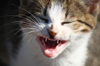 gülümseyen bir kedi