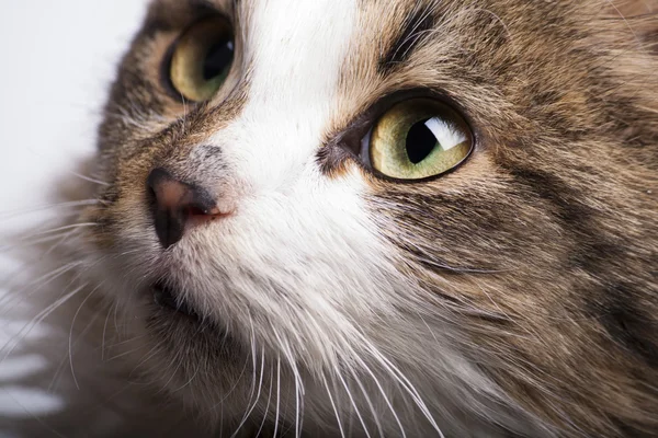 Gato mirando hacia arriba — Foto de Stock