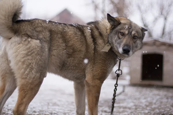 Hond kamille — Stockfoto