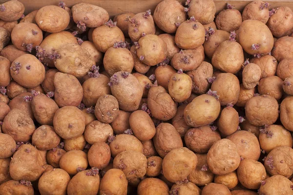 Potatoes for planting — Stock Photo, Image