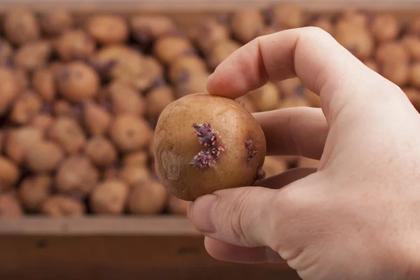 Рука с картошкой — стоковое фото