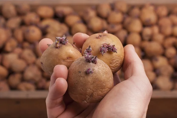 Три картошки — стоковое фото