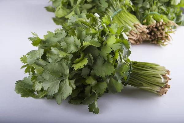 Green cilantro — Stock Photo, Image