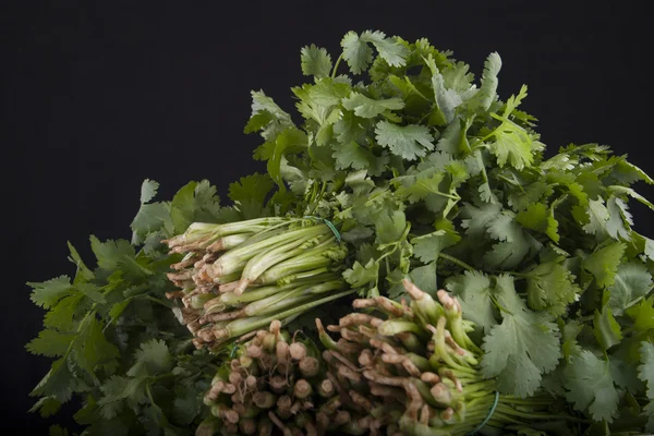 Bunches of green coriander — Stock Photo, Image