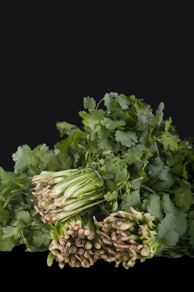 Bunches of green coriander — Stock Photo, Image