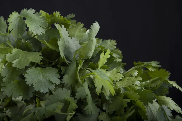 Green leafs of coriander — Stock Photo, Image