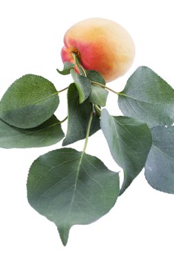 Kayısı ağacı dalı ile