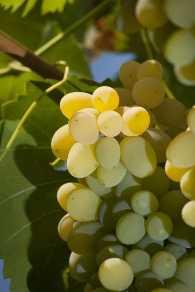 Yellow lush grape — Stock Photo, Image