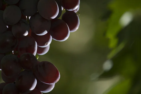 Bunch of pink grape close up — Stock Photo, Image