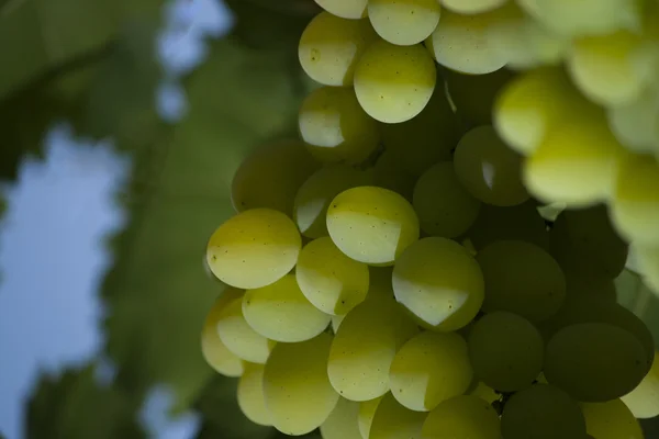 Uva bianca su un cespuglio — Foto Stock