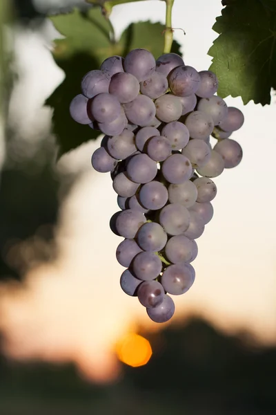 Um bando de uvas rosa. — Fotografia de Stock