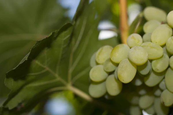 Fehér szőlő közelről — Stock Fotó