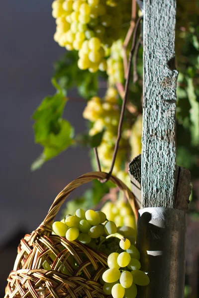 Белый виноград в корзине — стоковое фото