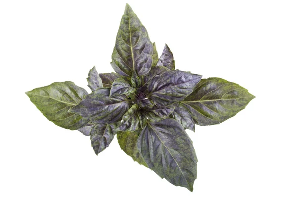Базилік зелений фіолетовий — стокове фото