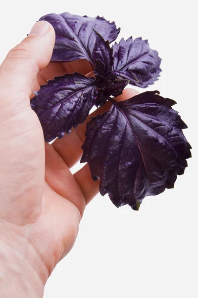 Purple basil in hand — Stock Photo, Image