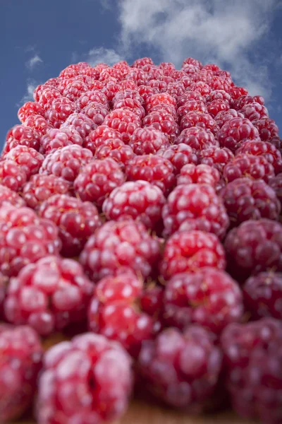 Picked raspberry — Stock Photo, Image