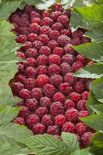 Raspberry in the middle — Stock Photo, Image