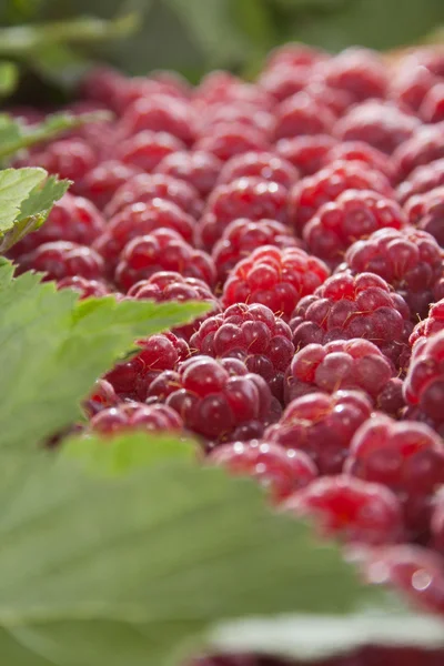 Red raspberry with leafs — Stock Photo, Image