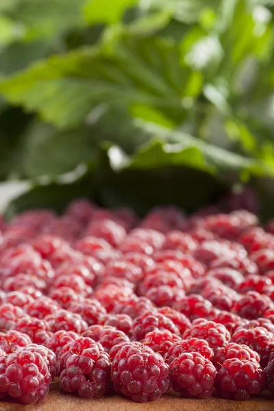 Lot of raspberry — Stock Photo, Image