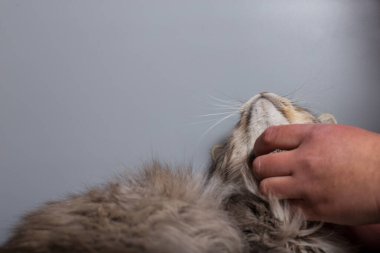 Gri kedi kopyalama alanı ile gri arka planda zevk alıyor.