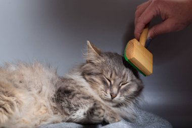 Kadın eli gri arka planda gri vızıldayan kedi için kürk tarıyor.
