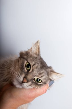 Yeşil gözlü gri kedi gri arka plandaki kameraya bakıyor.. 