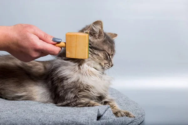 Gato Agradável Cinza Que Tem Prazer Durante Pentear Fora Pele — Fotografia de Stock