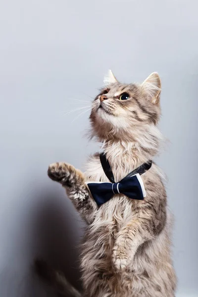 Gris Gato Divertido Vestido Con Pajarita Mirando Hacia Arriba Pidiendo — Foto de Stock