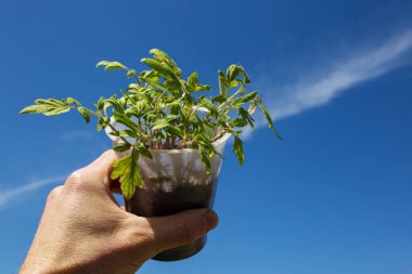 Erkek, elinde bir kap domates tohumu, mavi gökyüzü arka planına yakın..