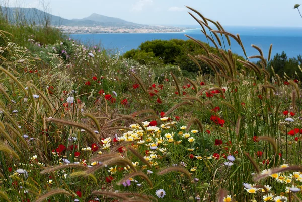 Bakgrund av wildflowers — Stockfoto