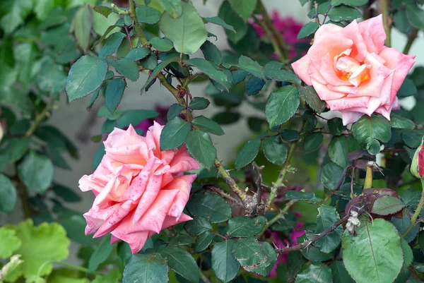 Flowers roses — Stock Photo, Image